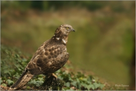 <p>VČELOJED LESNÍ (Pernis apivorus) /European honey buzzard - Wespenbussard/</p>